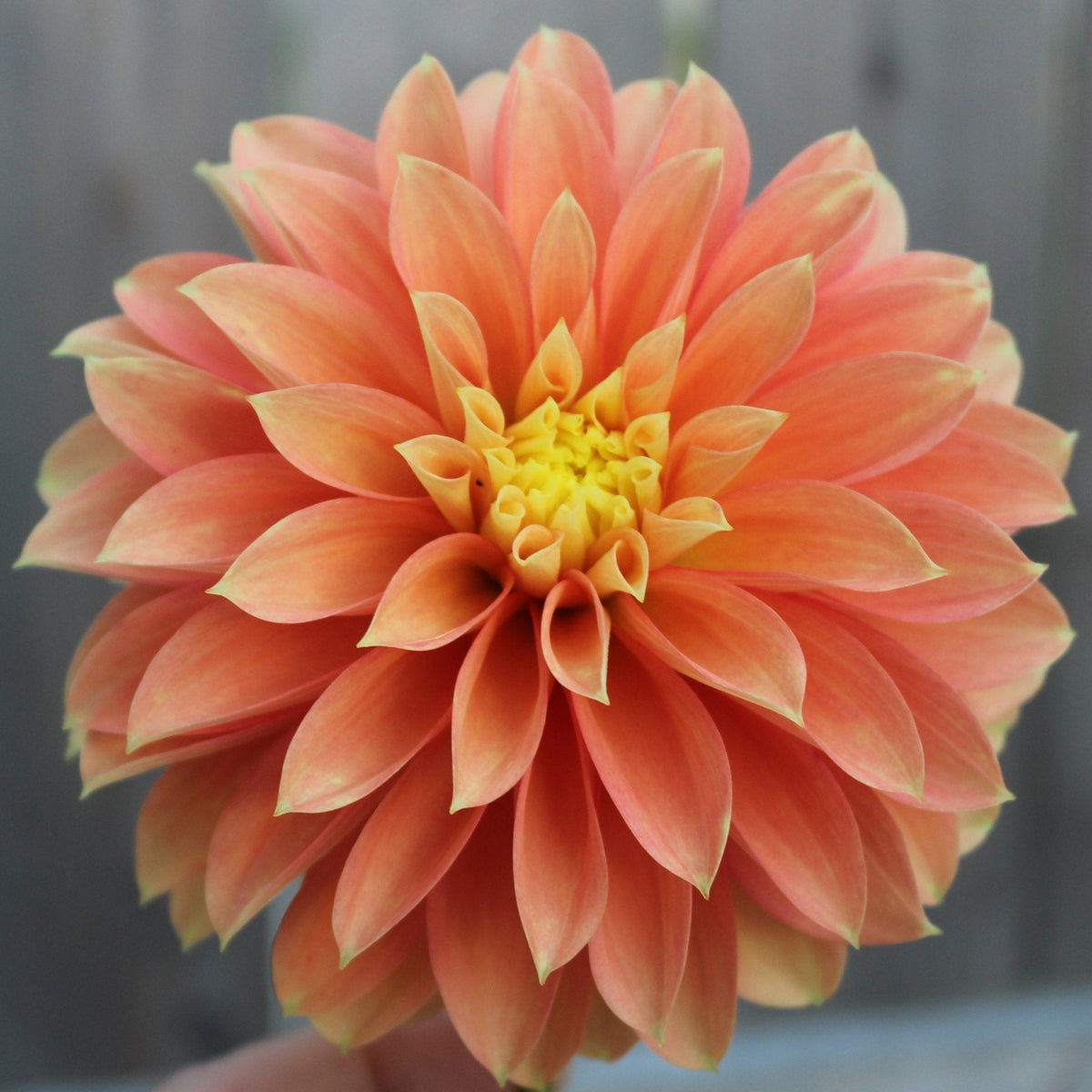 Seabeck's Shirley - Freese Flower Farm