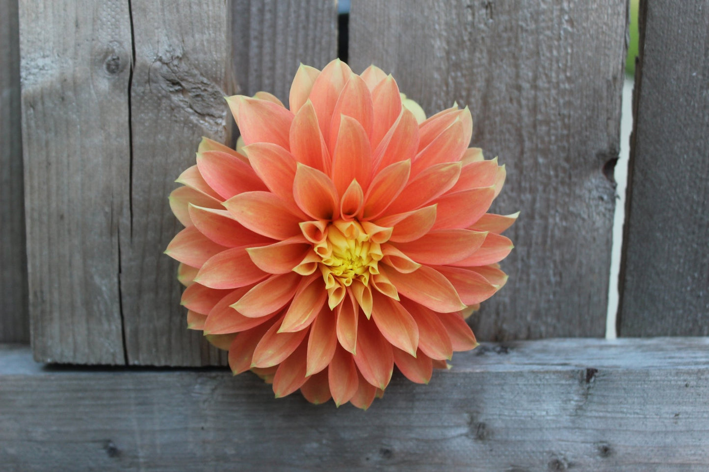 Seabeck's Shirley - Freese Flower Farm