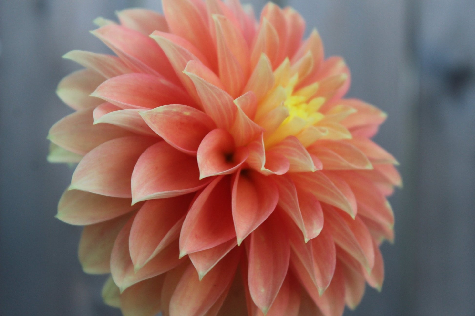 Seabeck's Shirley - Freese Flower Farm