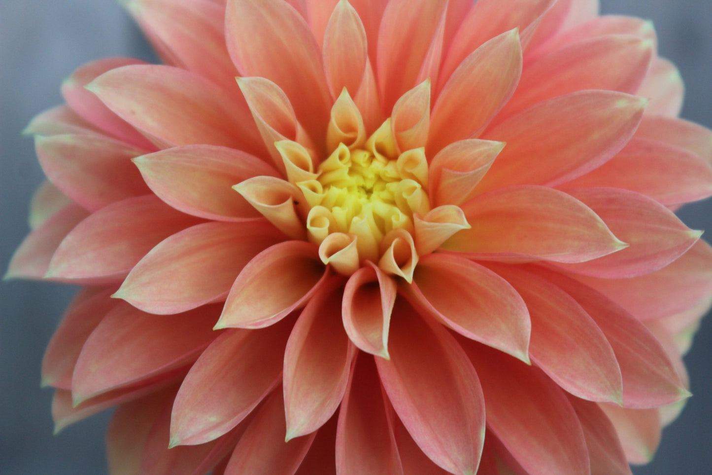 Seabeck's Shirley - Freese Flower Farm