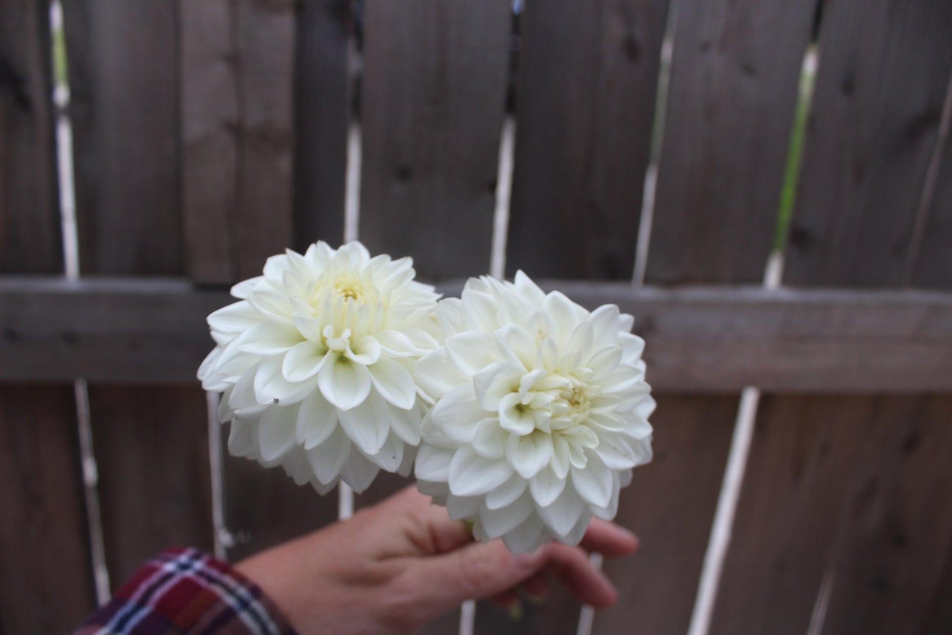 Karma Serena - Freese Flower Farm