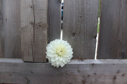 Karma Serena - Freese Flower Farm