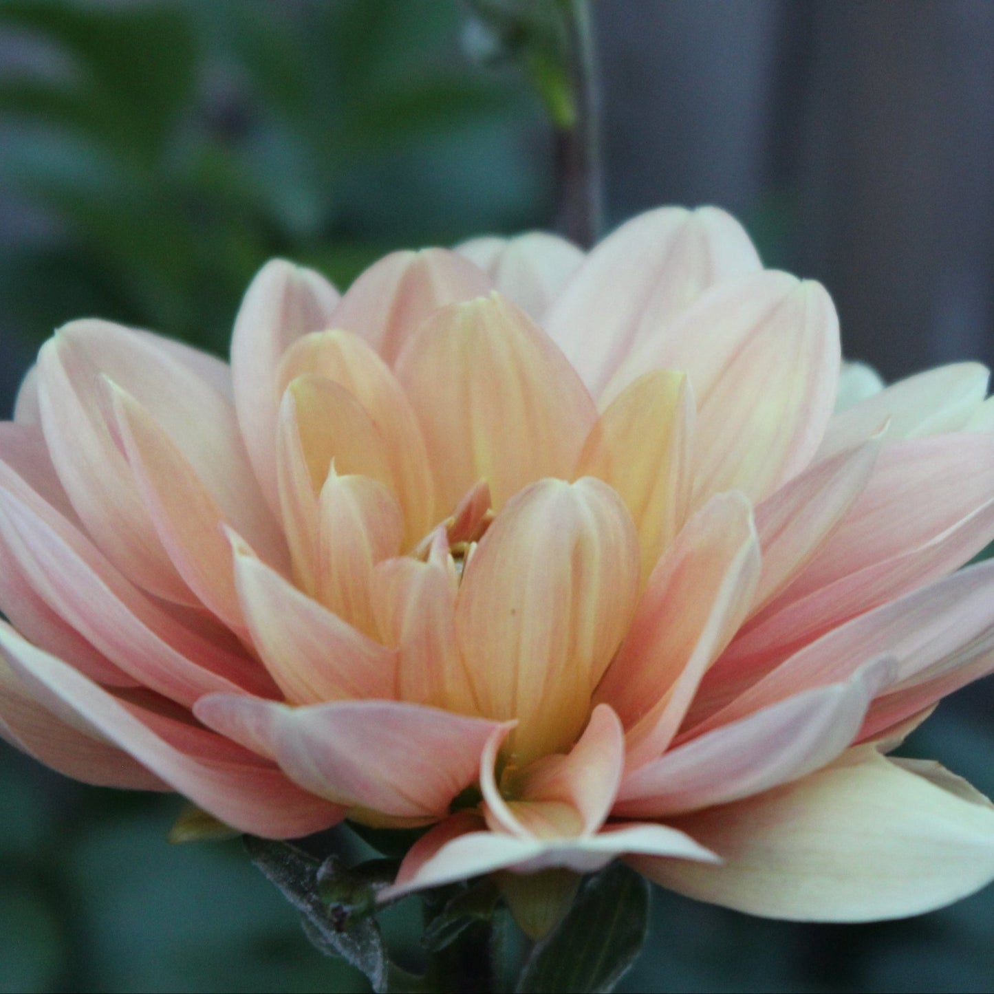 My Forever - Freese Flower Farm