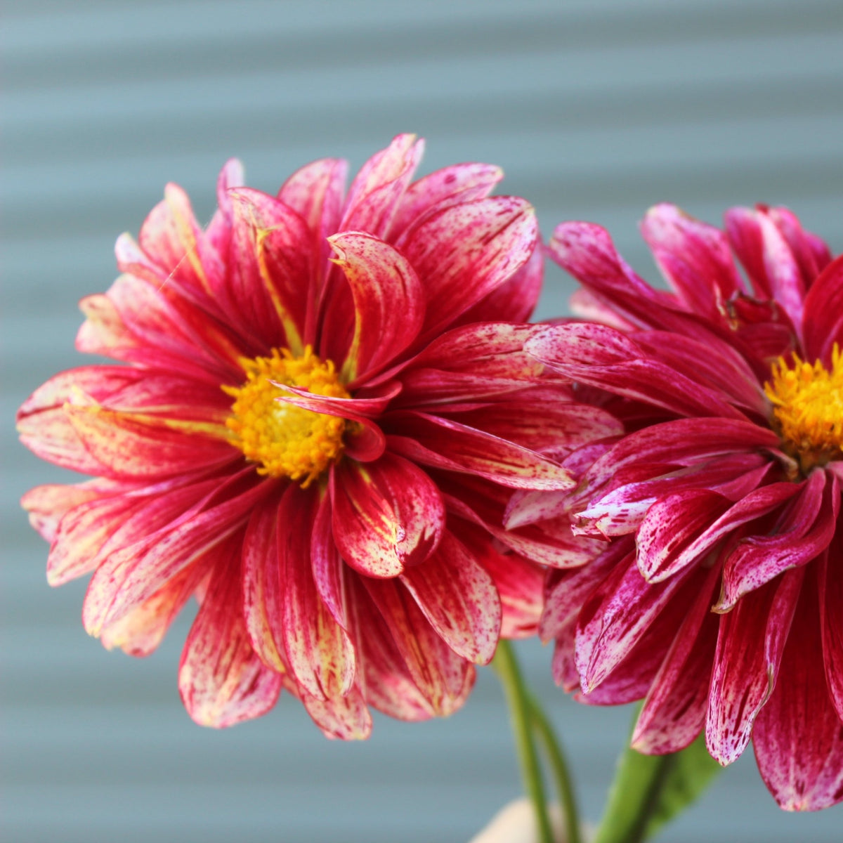 Dahlia Seeds, Shelly's Melody - Freese Flower Farm