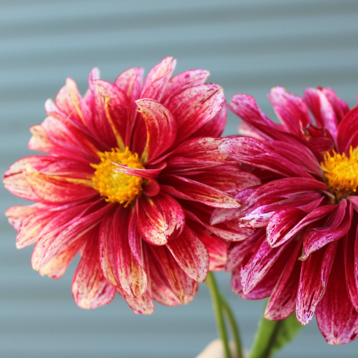 Shelly's Melody - Freese Flower Farm
