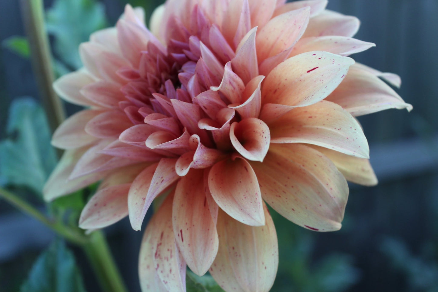 Steve Meggos - Freese Flower Farm