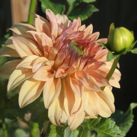 Steve Meggos - Freese Flower Farm