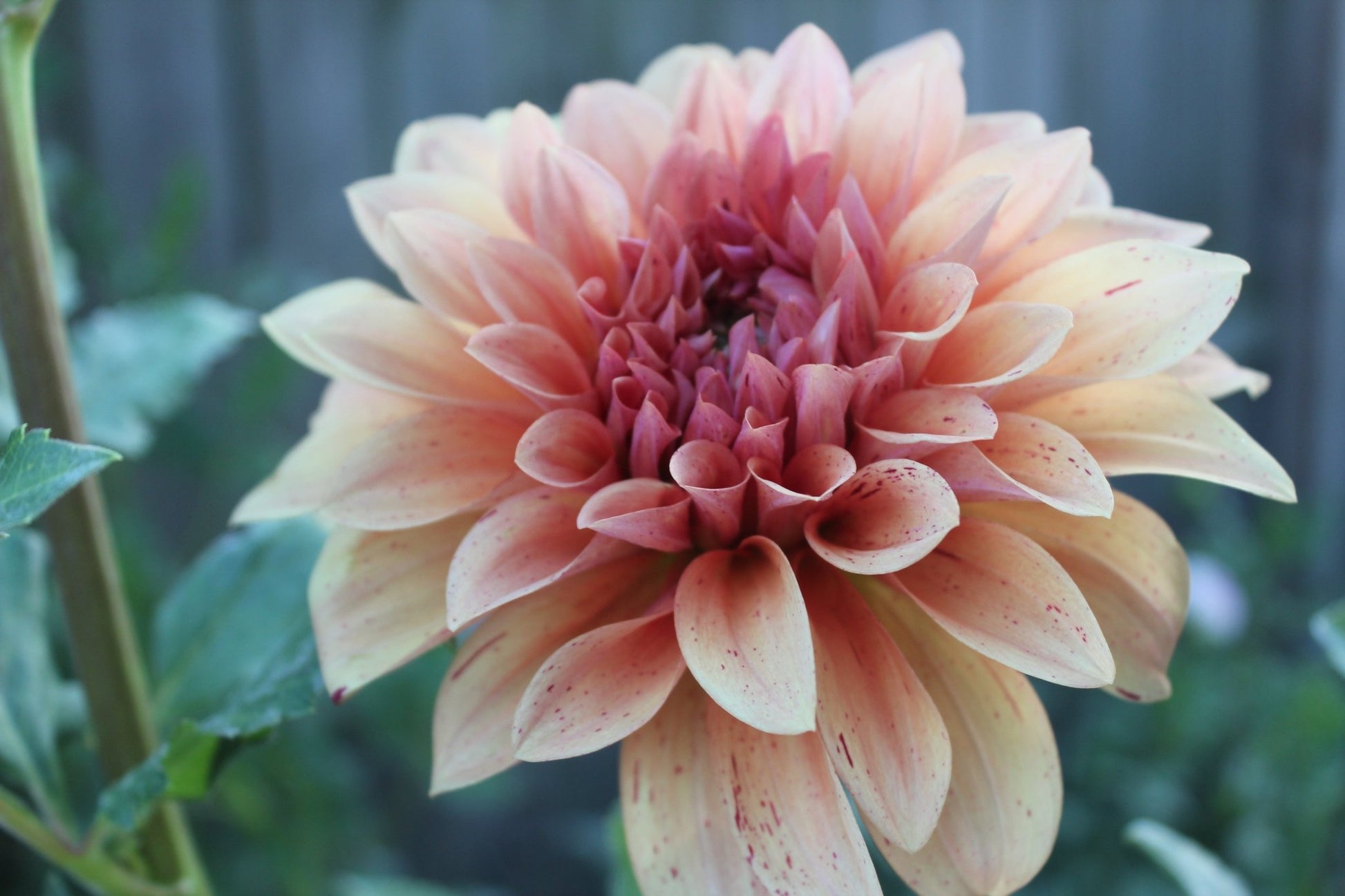 Steve Meggos - Freese Flower Farm