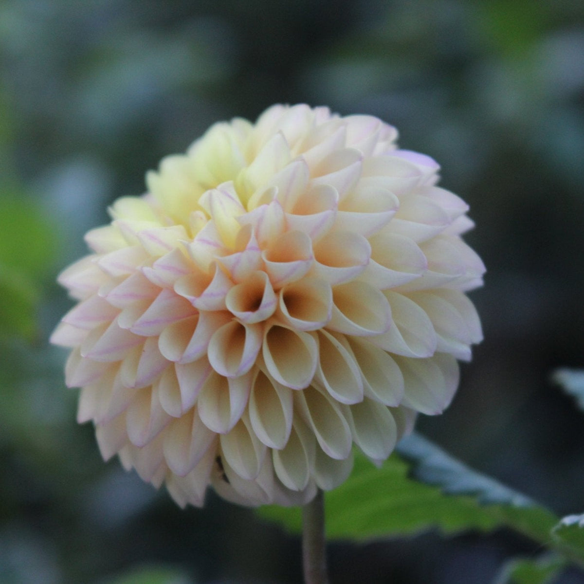 Skeena Daybreak - Freese Flower Farm