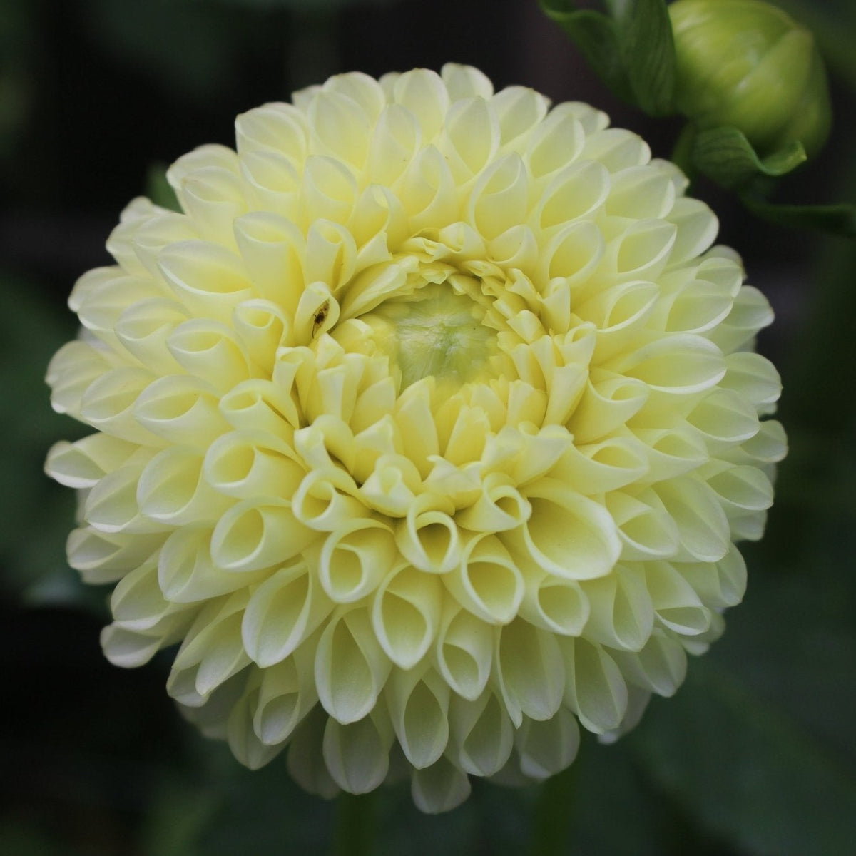 Skipley Moonglow - Freese Flower Farm
