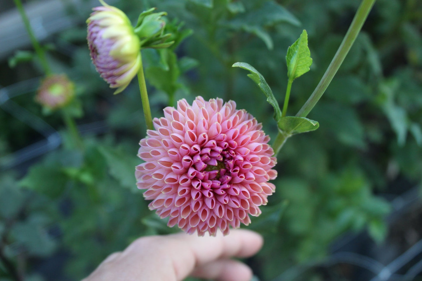 Snoho JoJo - Freese Flower Farm