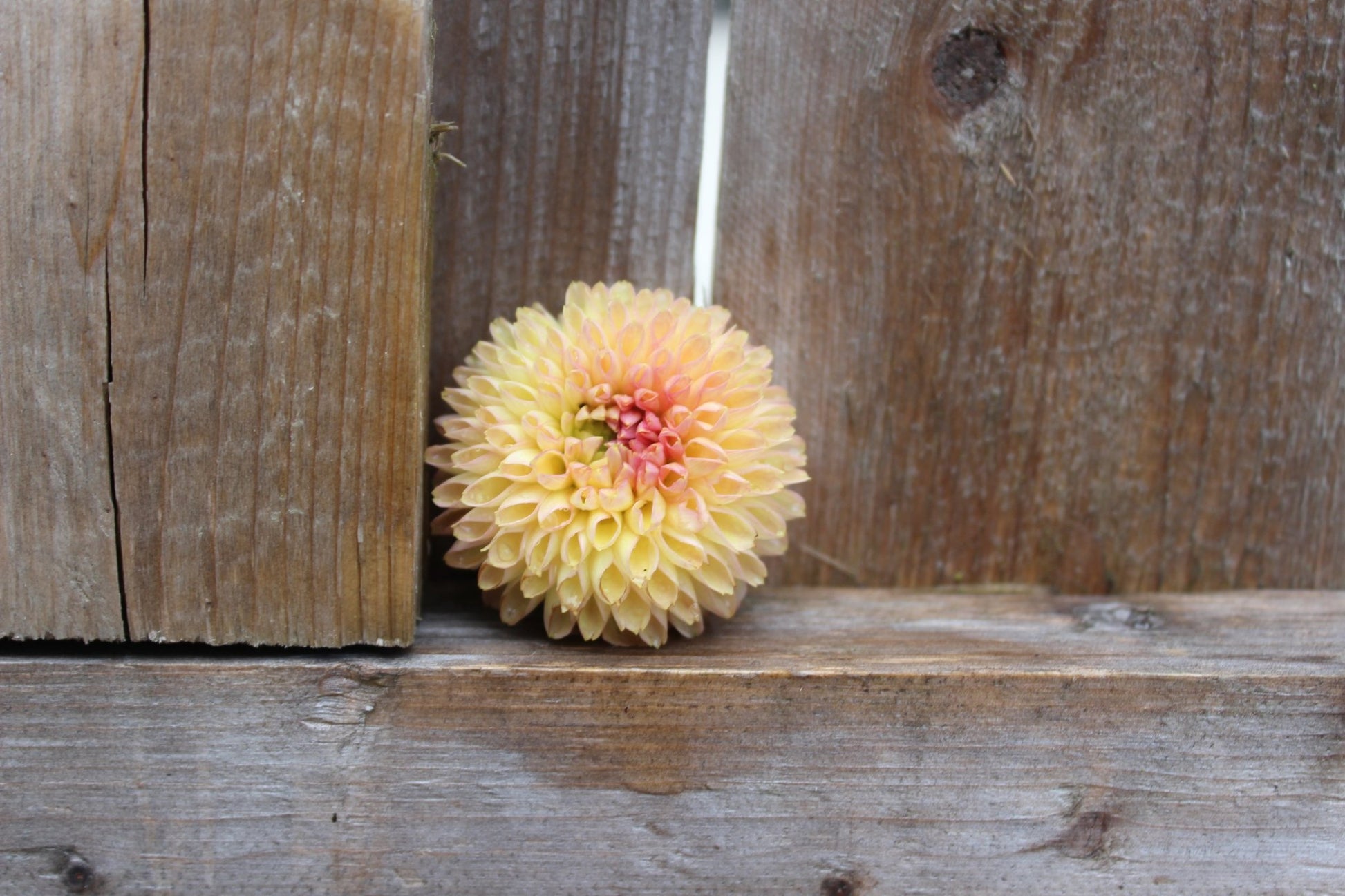 Snoho JoJo - Freese Flower Farm