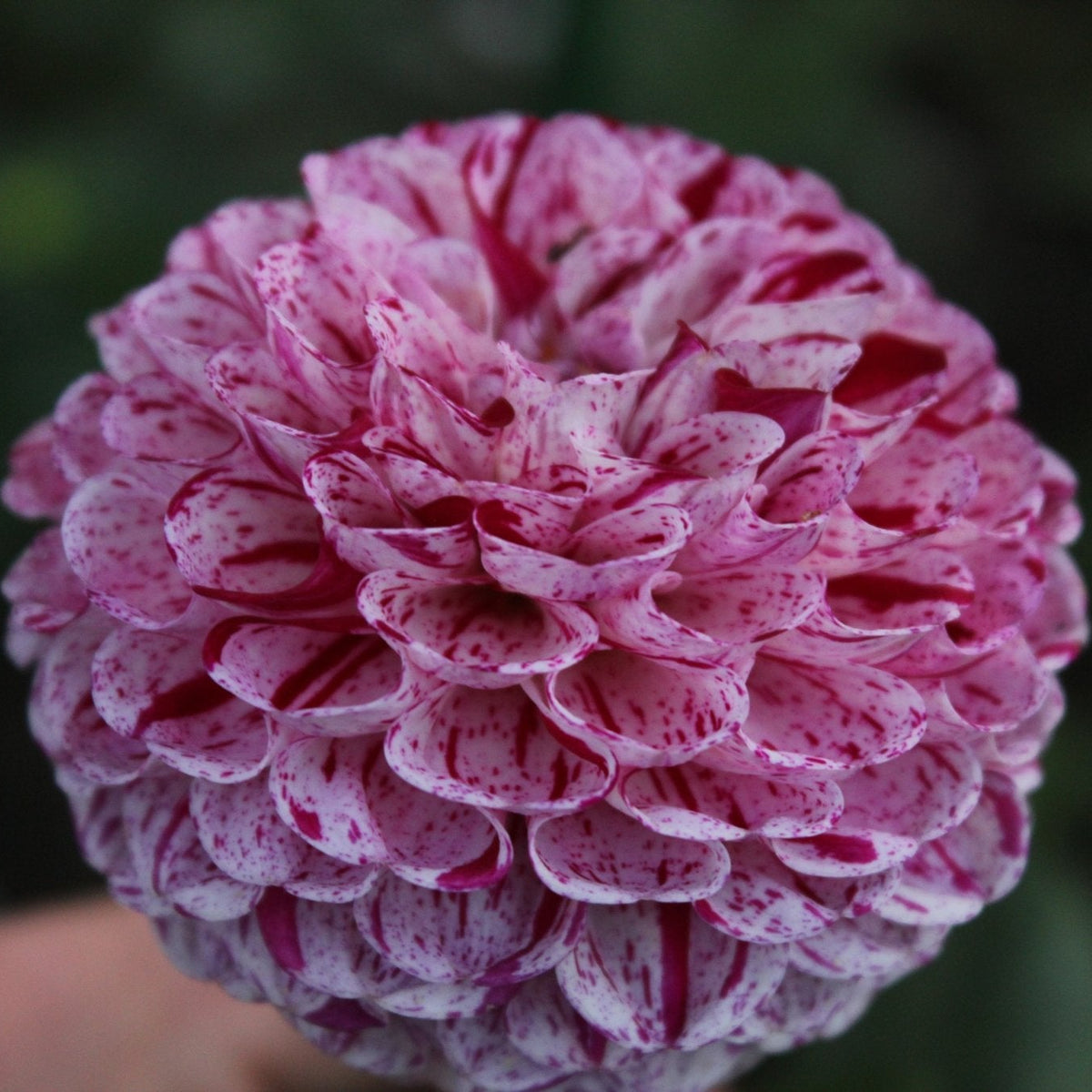 Snoho Les - Freese Flower Farm