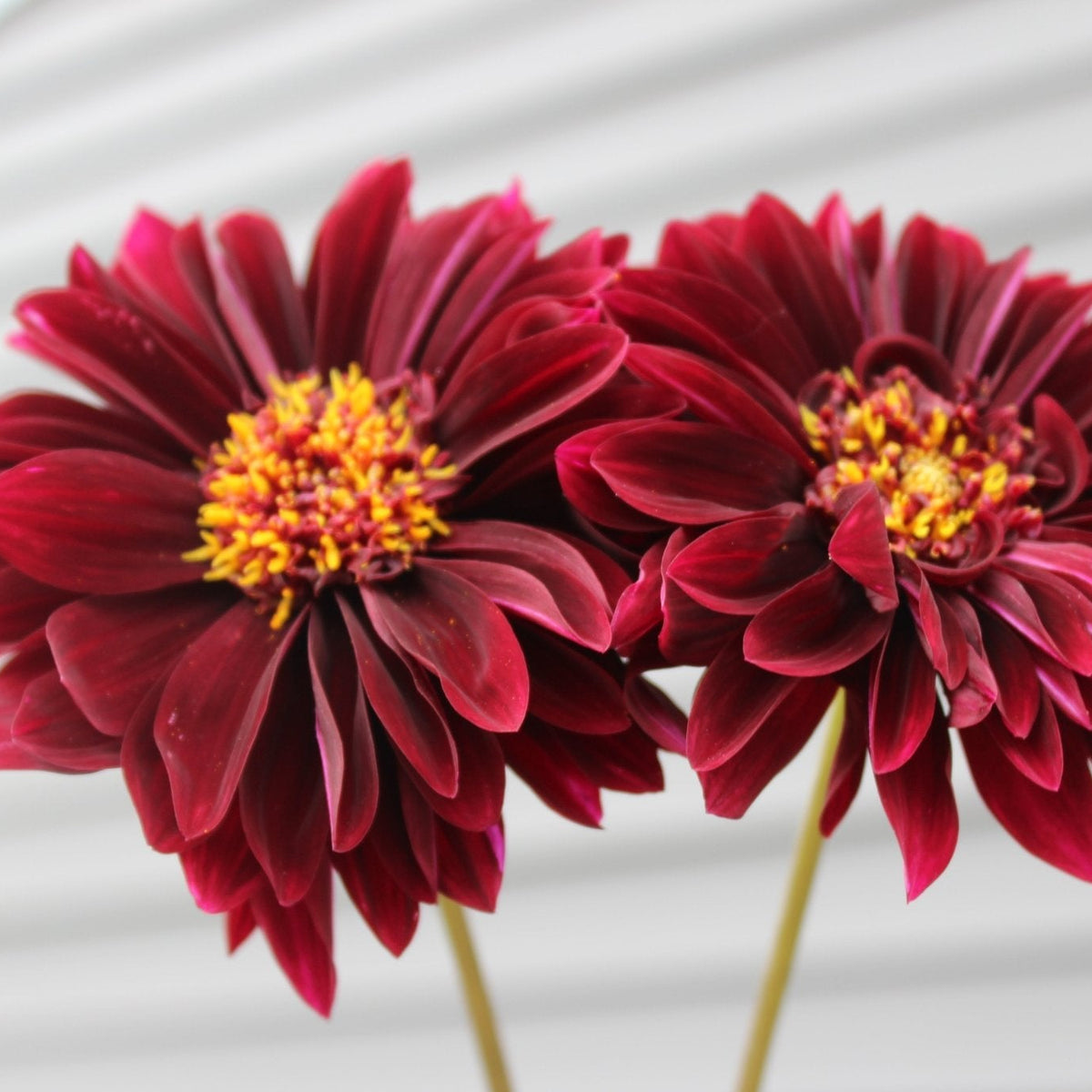 Soulman - Freese Flower Farm