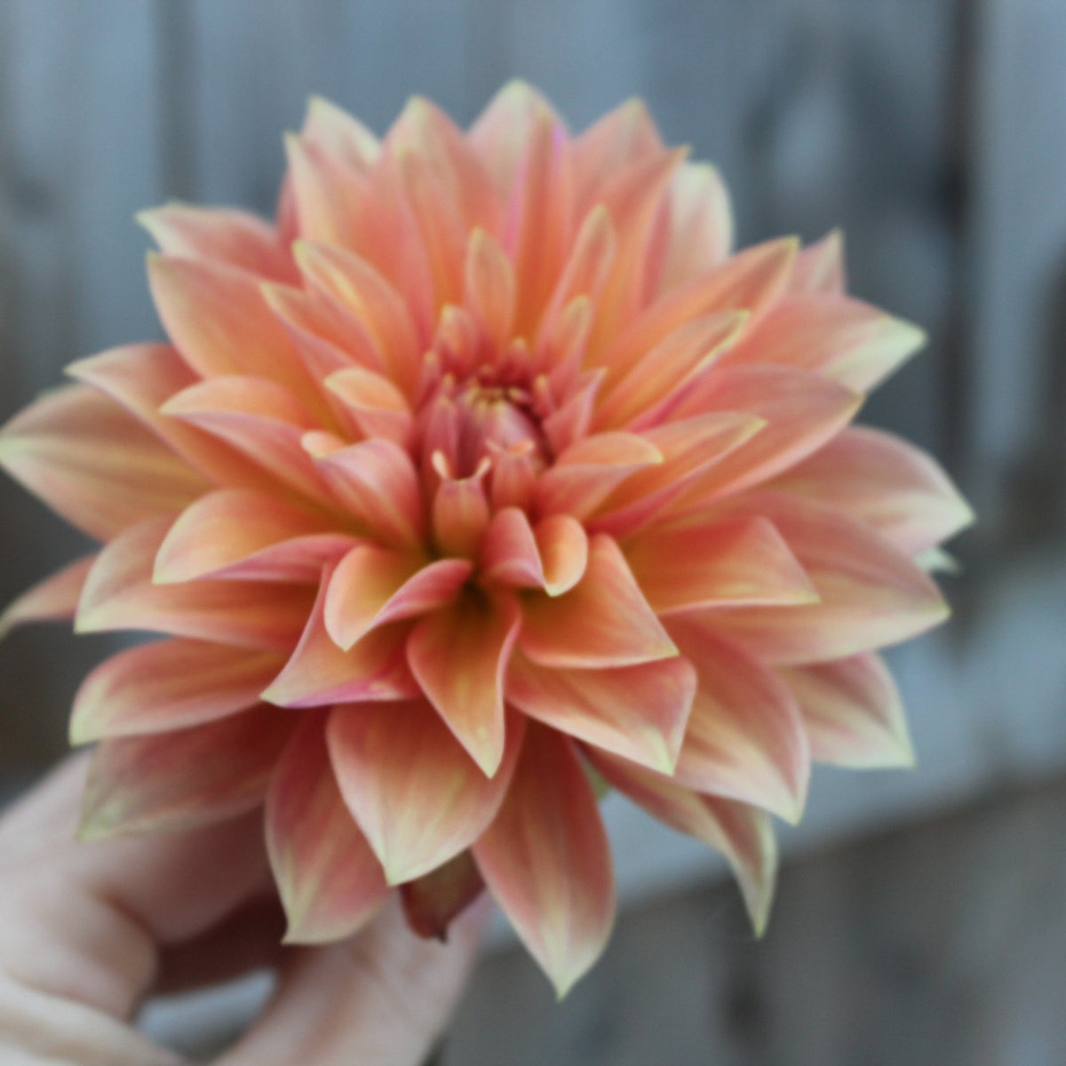 Salish October Wedding - Freese Flower Farm