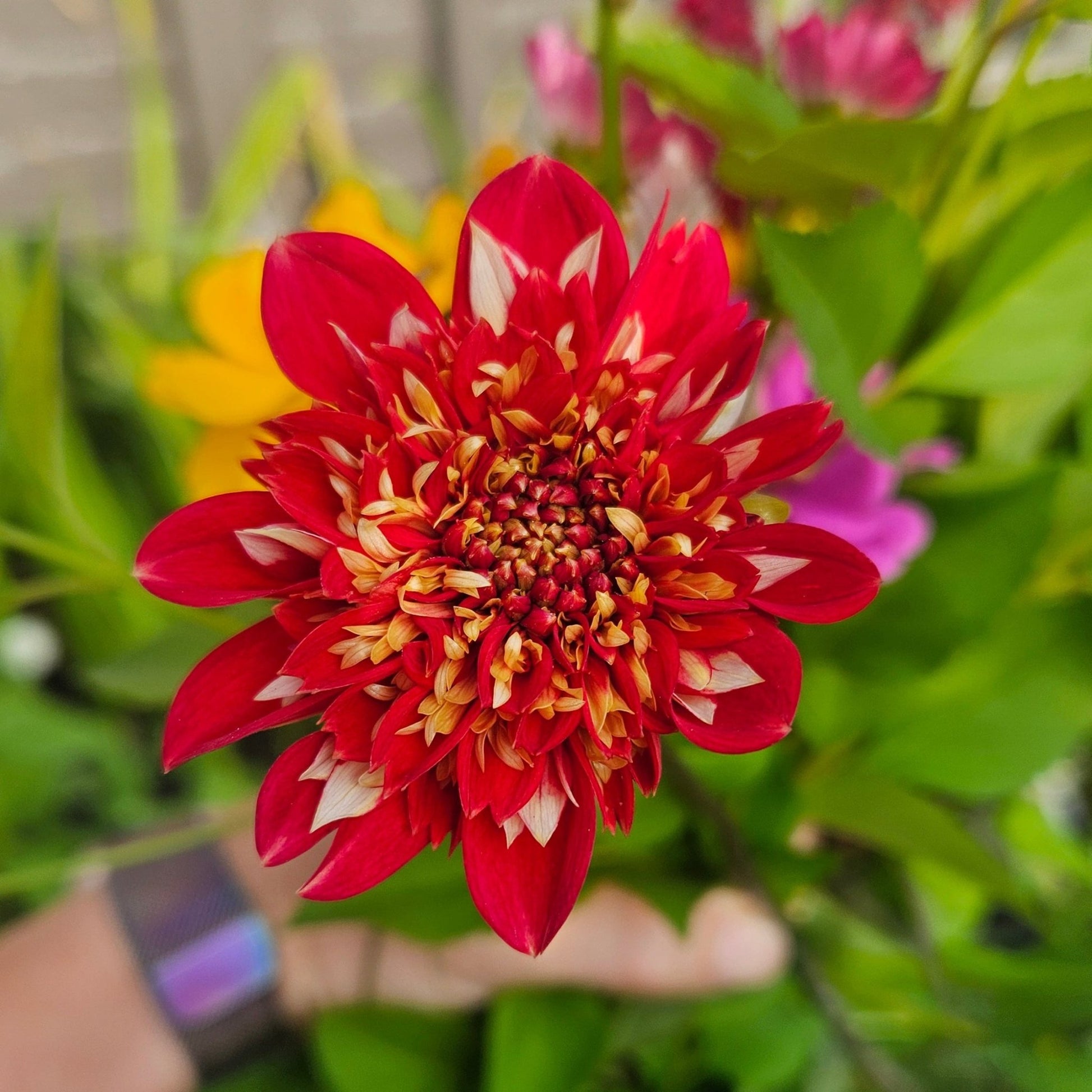 Speech - Freese Flower Farm