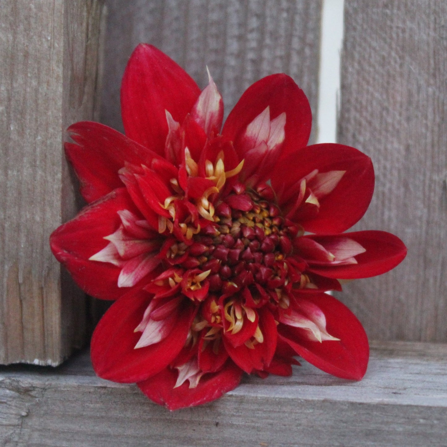 Speech - Freese Flower Farm