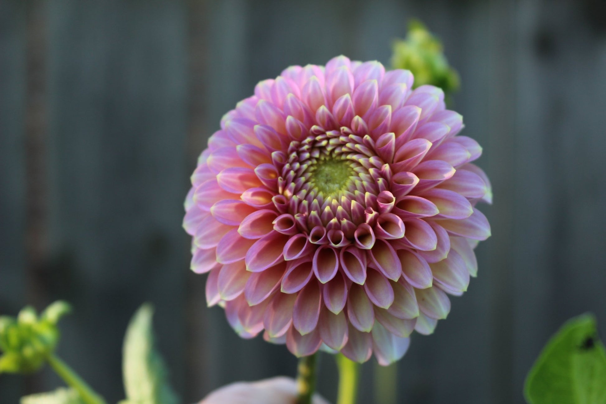 Skipley Spot of Gold - Freese Flower Farm