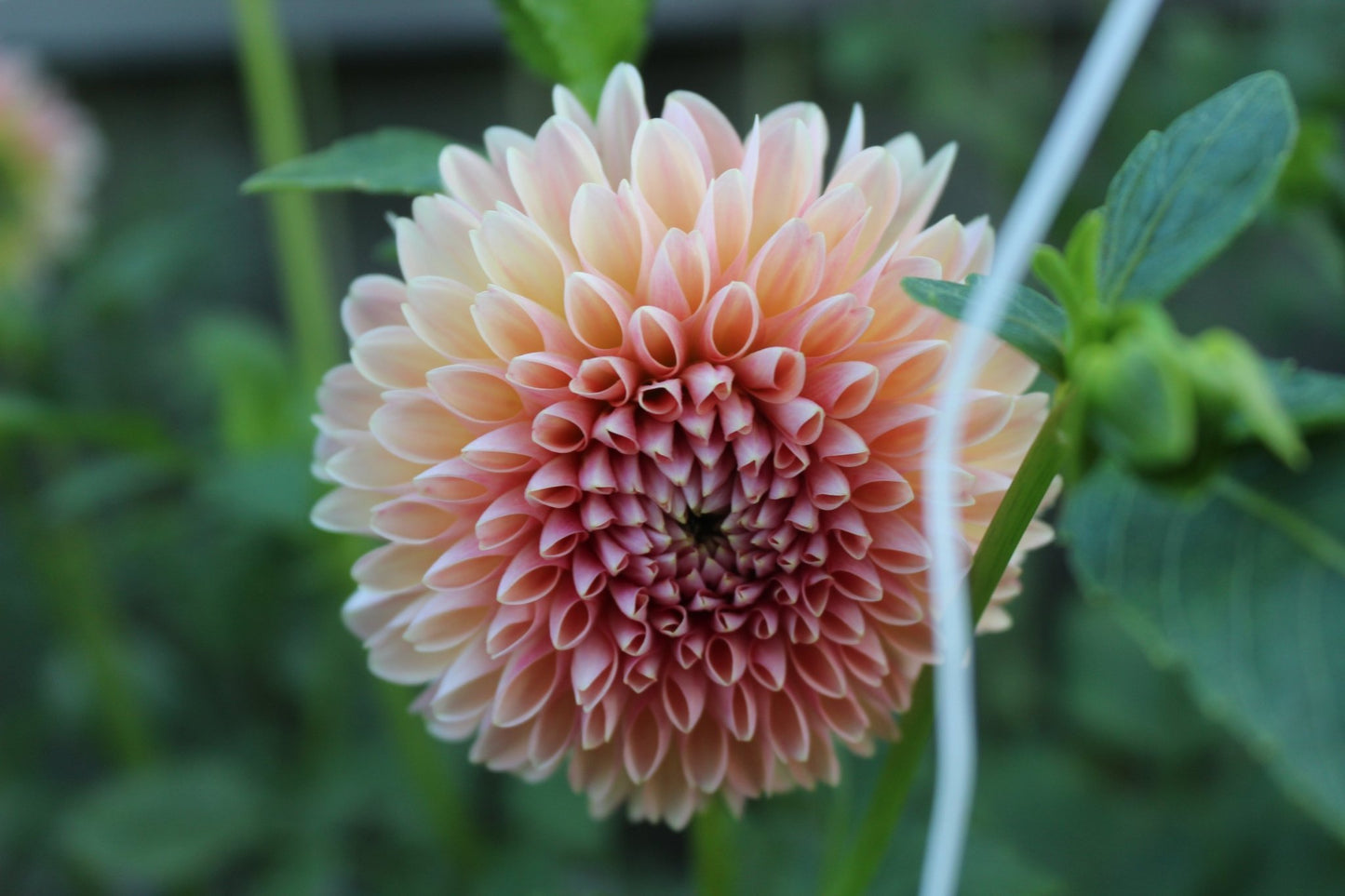 RM Summer Haze - Freese Flower Farm