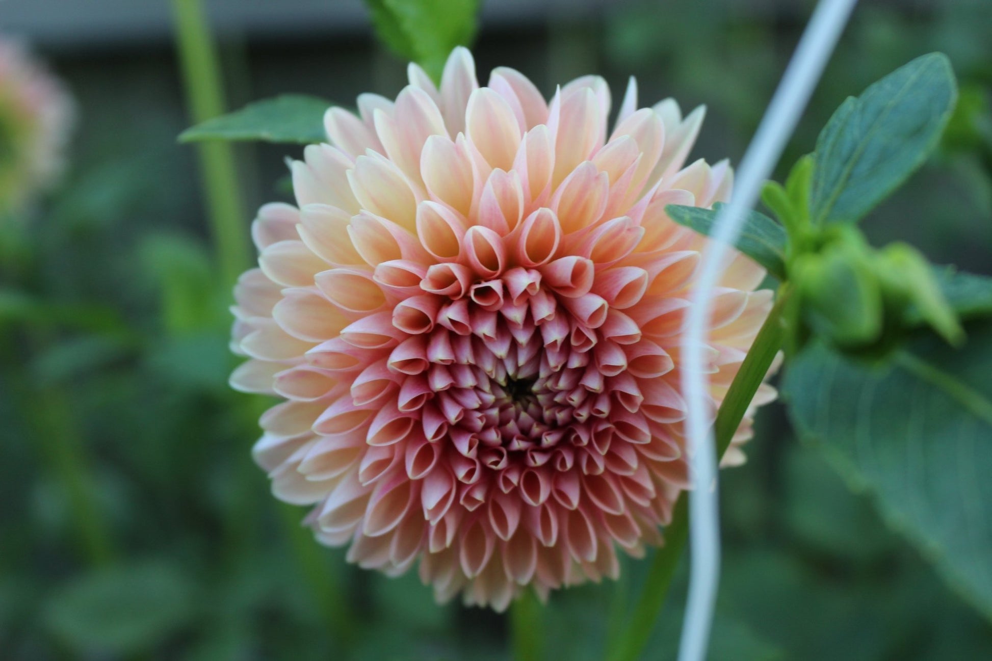 RM Summer Haze - Freese Flower Farm