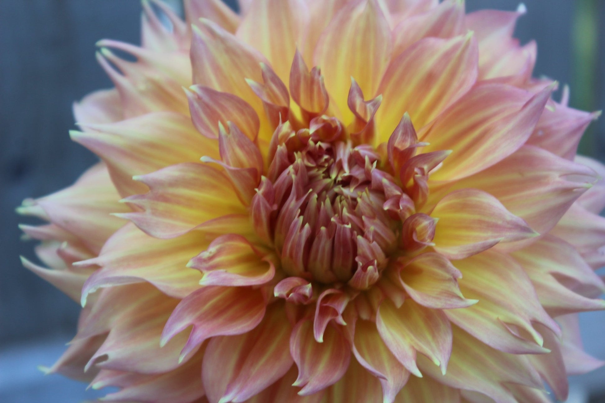 Summer Rain - Freese Flower Farm