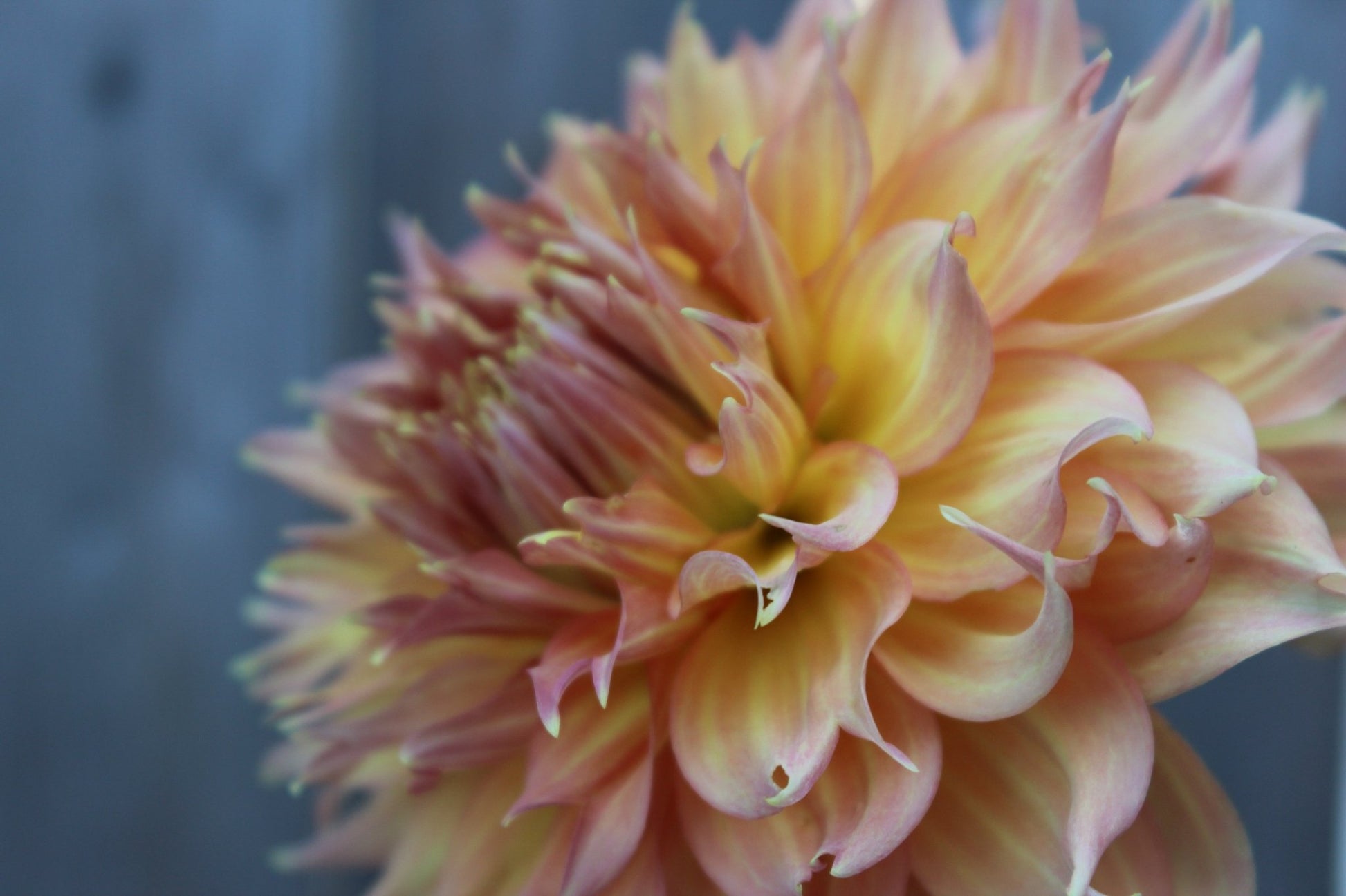 Summer Rain - Freese Flower Farm