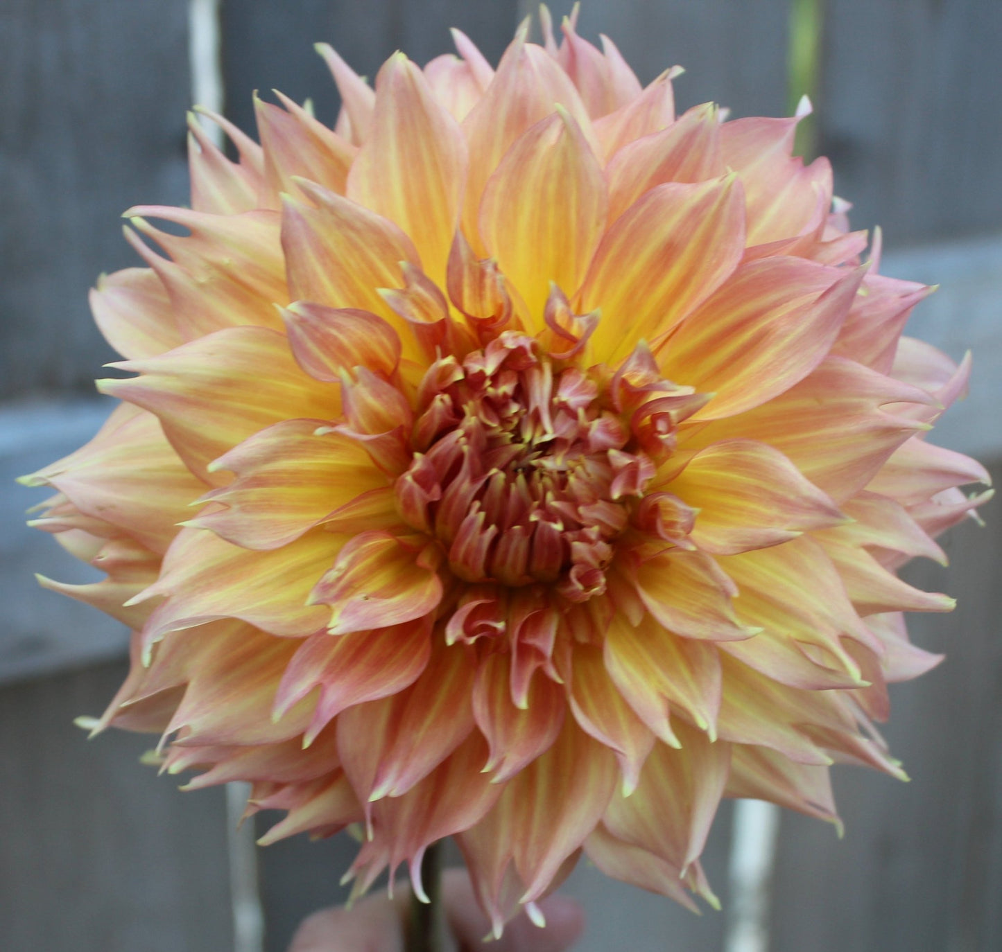 Summer Rain - Freese Flower Farm