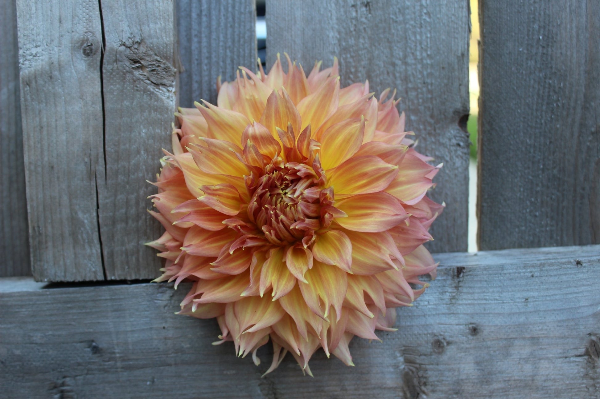 Summer Rain - Freese Flower Farm