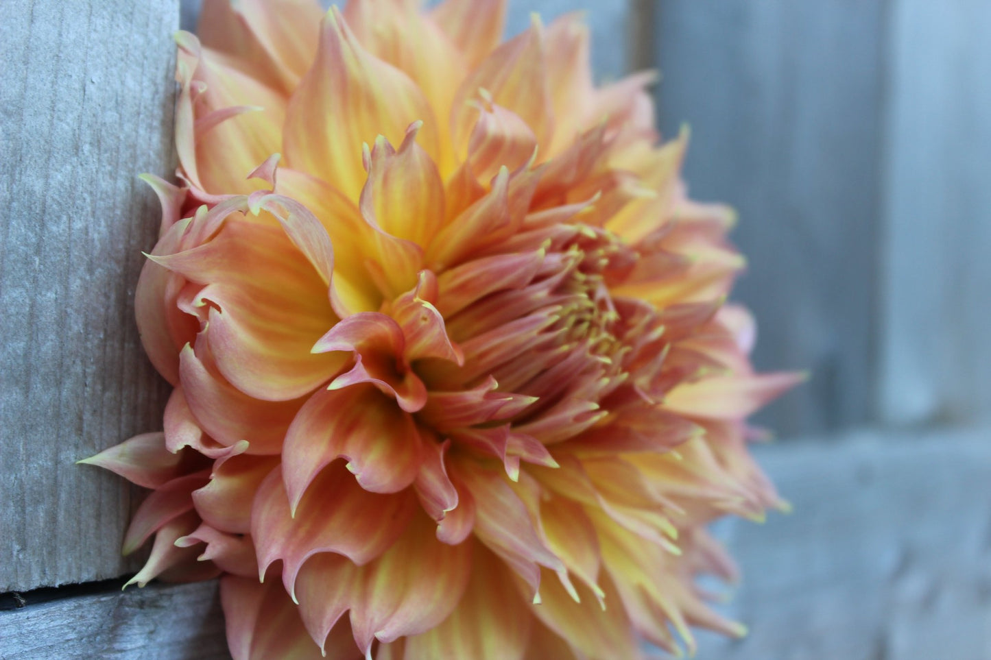 Summer Rain - Freese Flower Farm