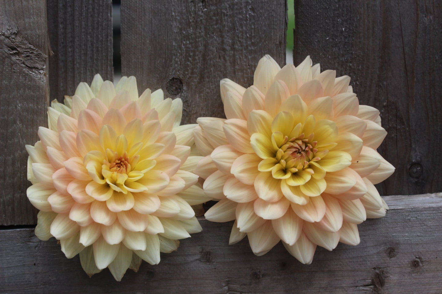 Summers End - Freese Flower Farm