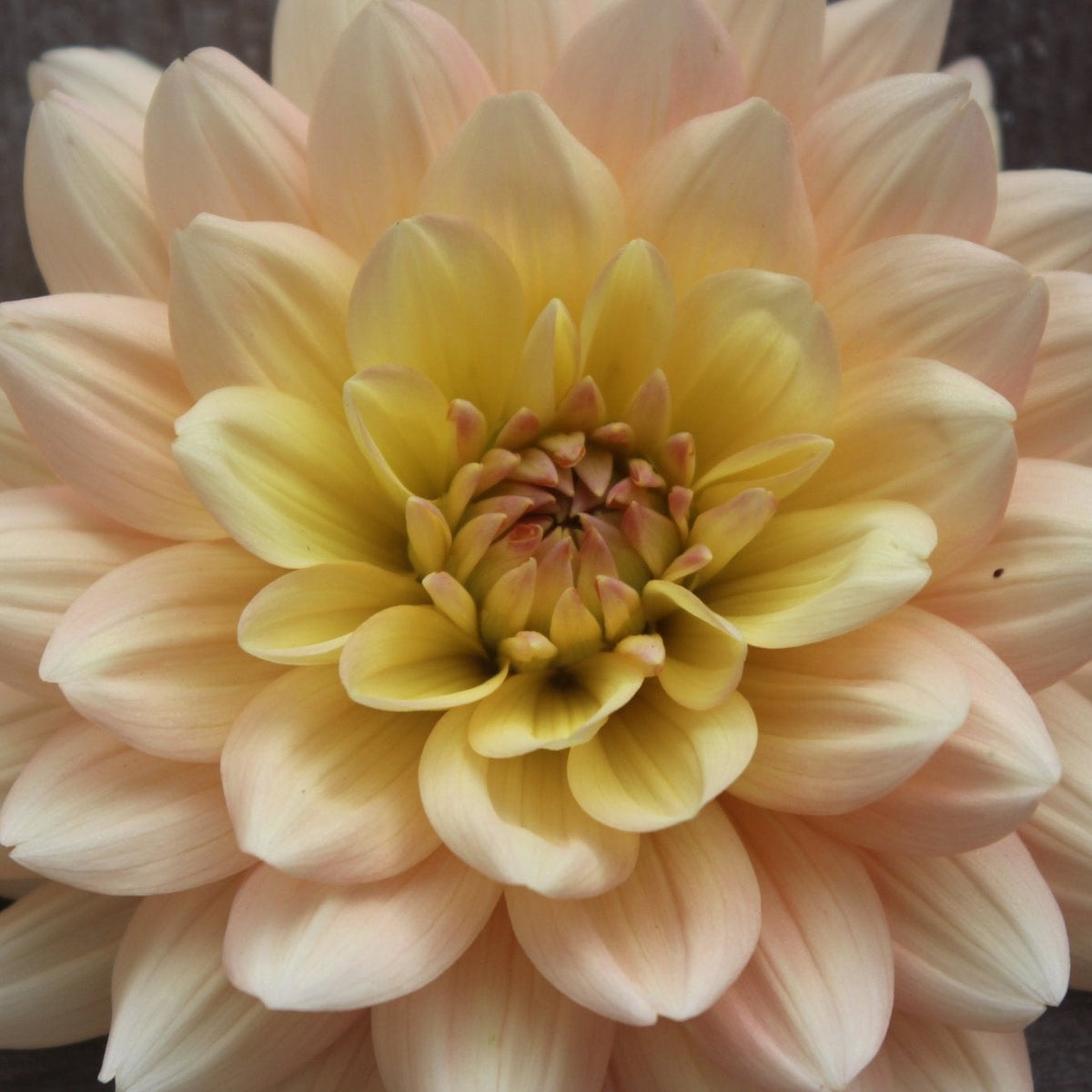 Summers End - Freese Flower Farm