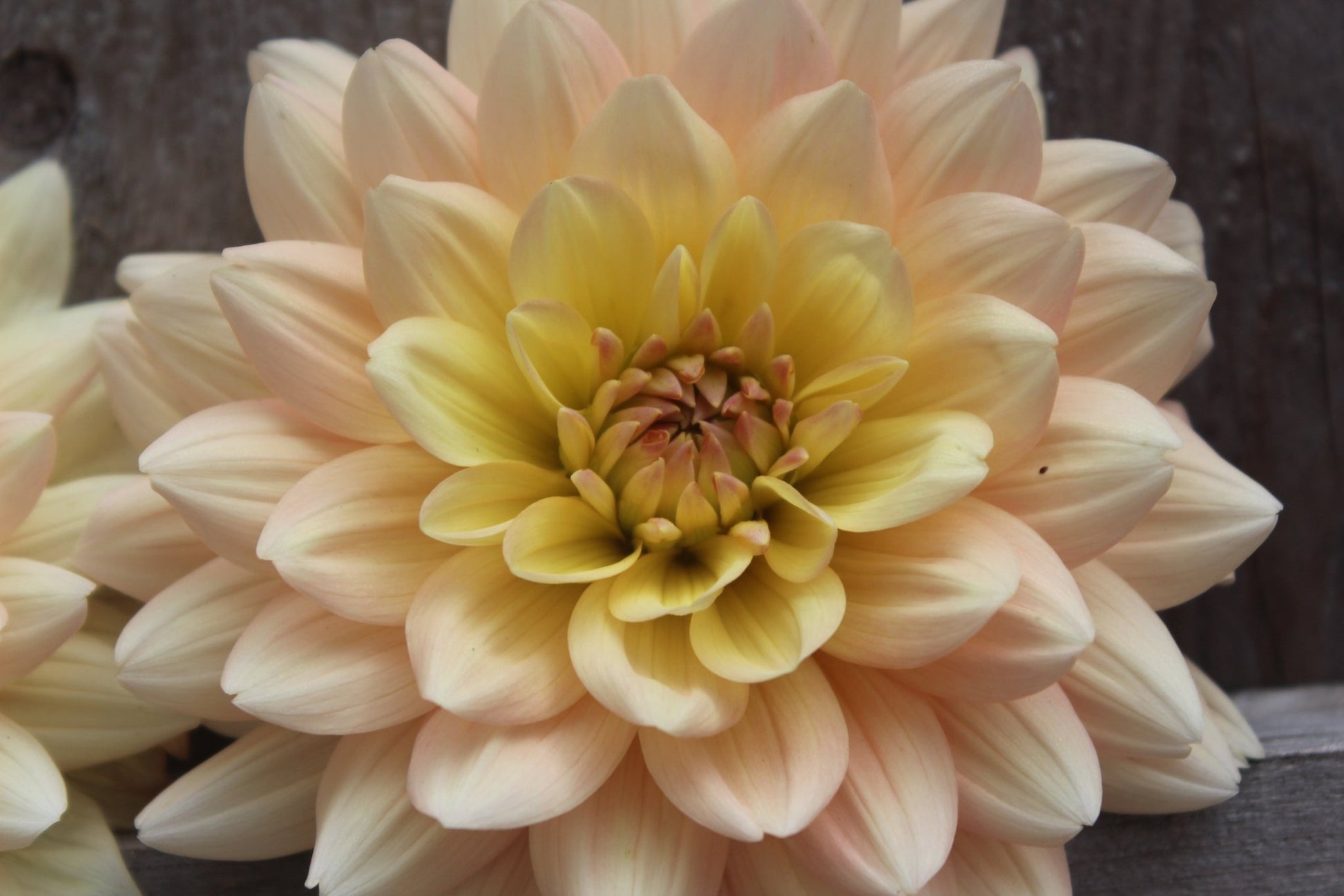 Summers End - Freese Flower Farm