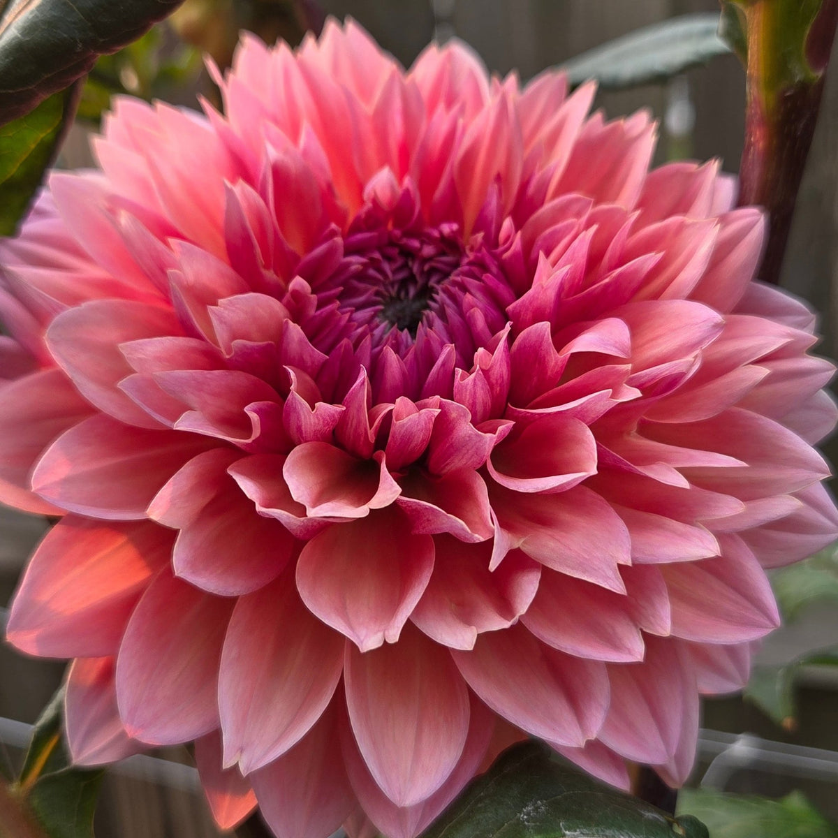 Sweet Sanne - Freese Flower Farm