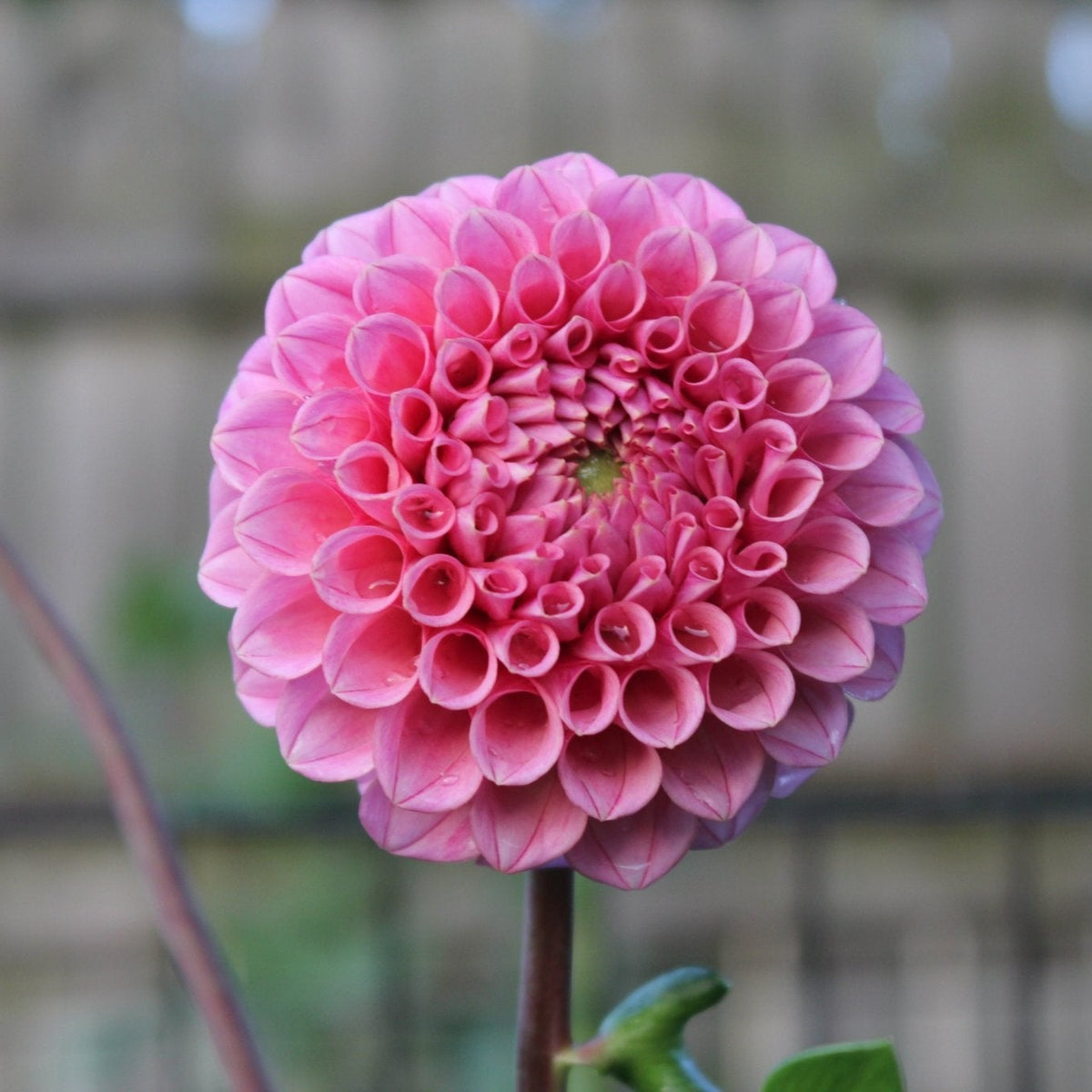 Swameny Nude - Freese Flower Farm