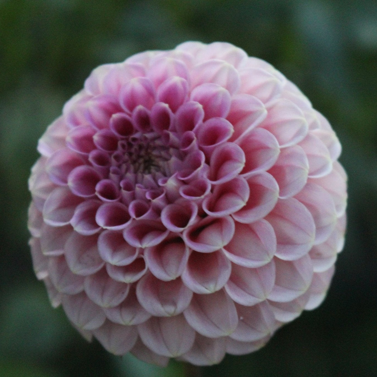 Swameny Nude - Freese Flower Farm