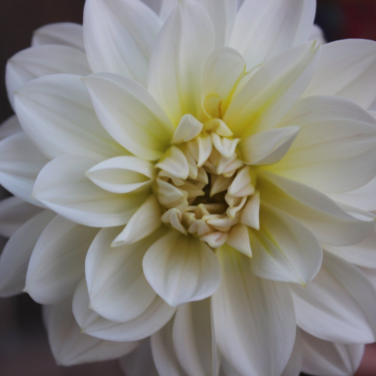 Bride To Be - Freese Flower Farm