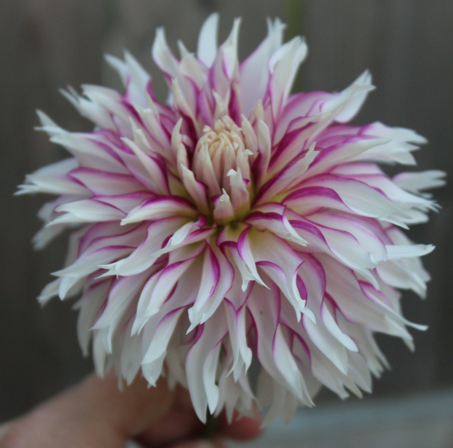 Tahoma Temptest - Freese Flower Farm