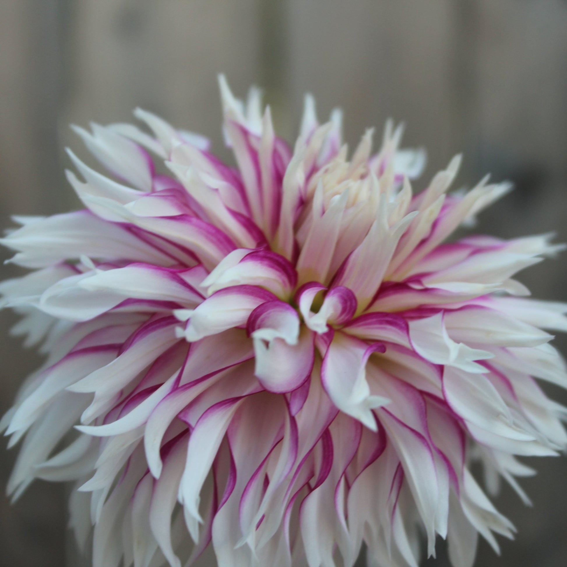 Tahoma Temptest - Freese Flower Farm