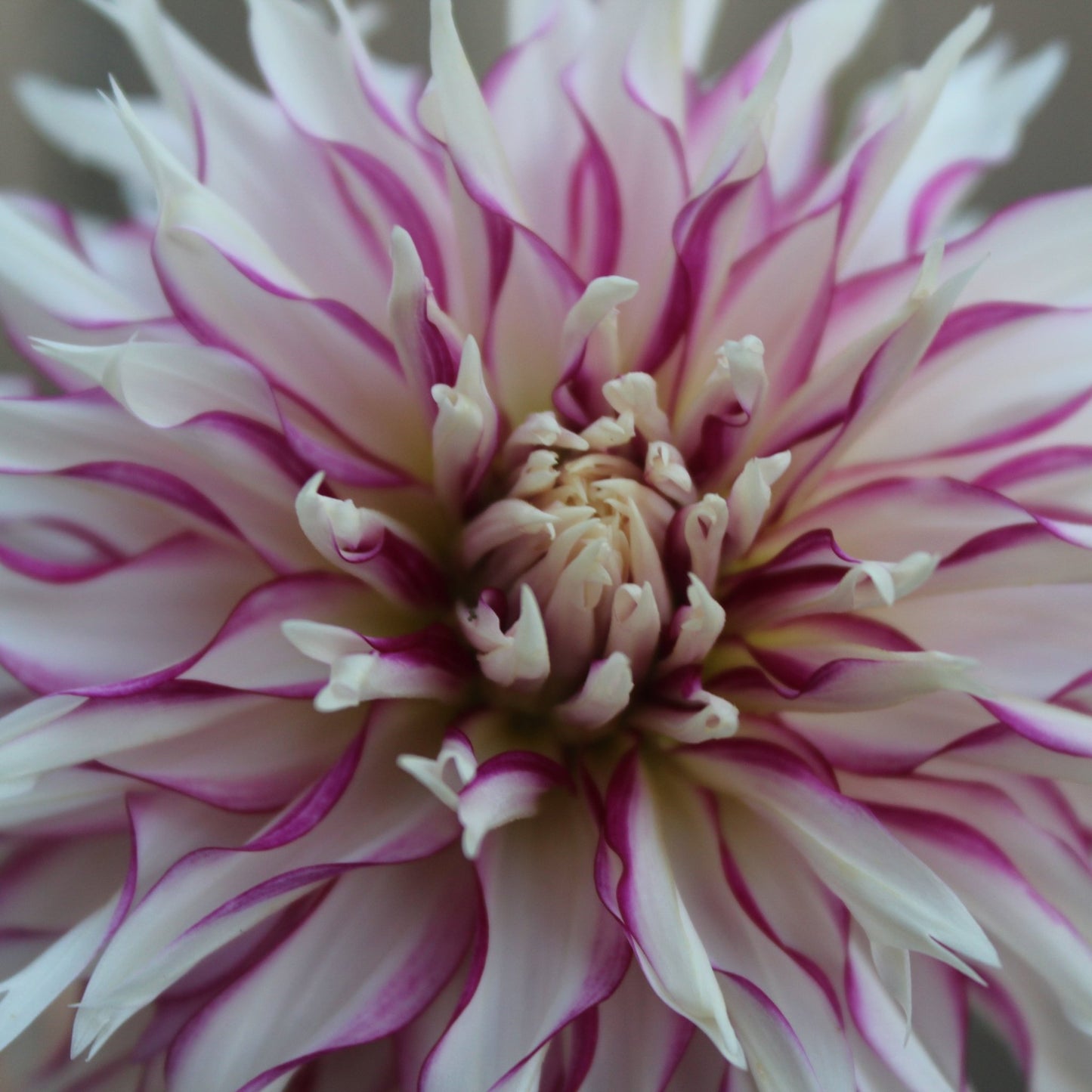 Tahoma Temptest - Freese Flower Farm