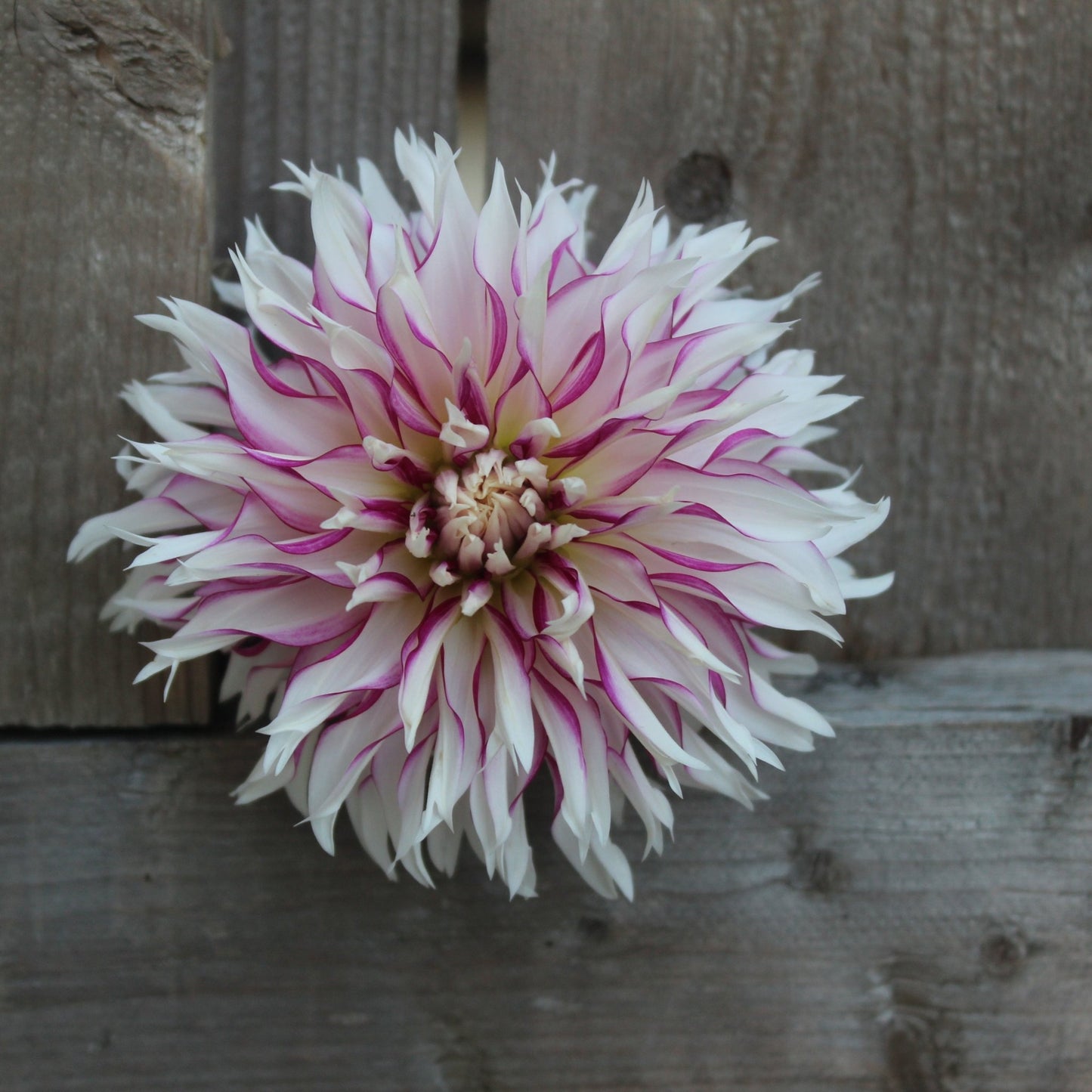 Tahoma Temptest - Freese Flower Farm