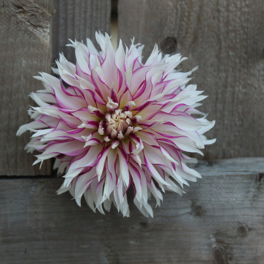 Tahoma Temptest - Freese Flower Farm