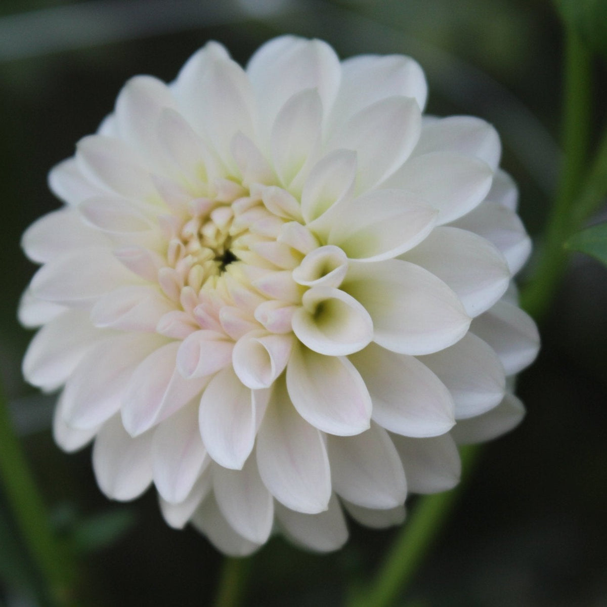 Tahoma Keli - Freese Flower Farm