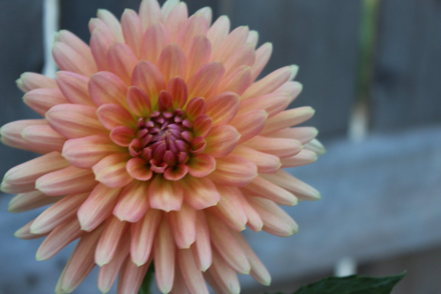 Touche - Freese Flower Farm