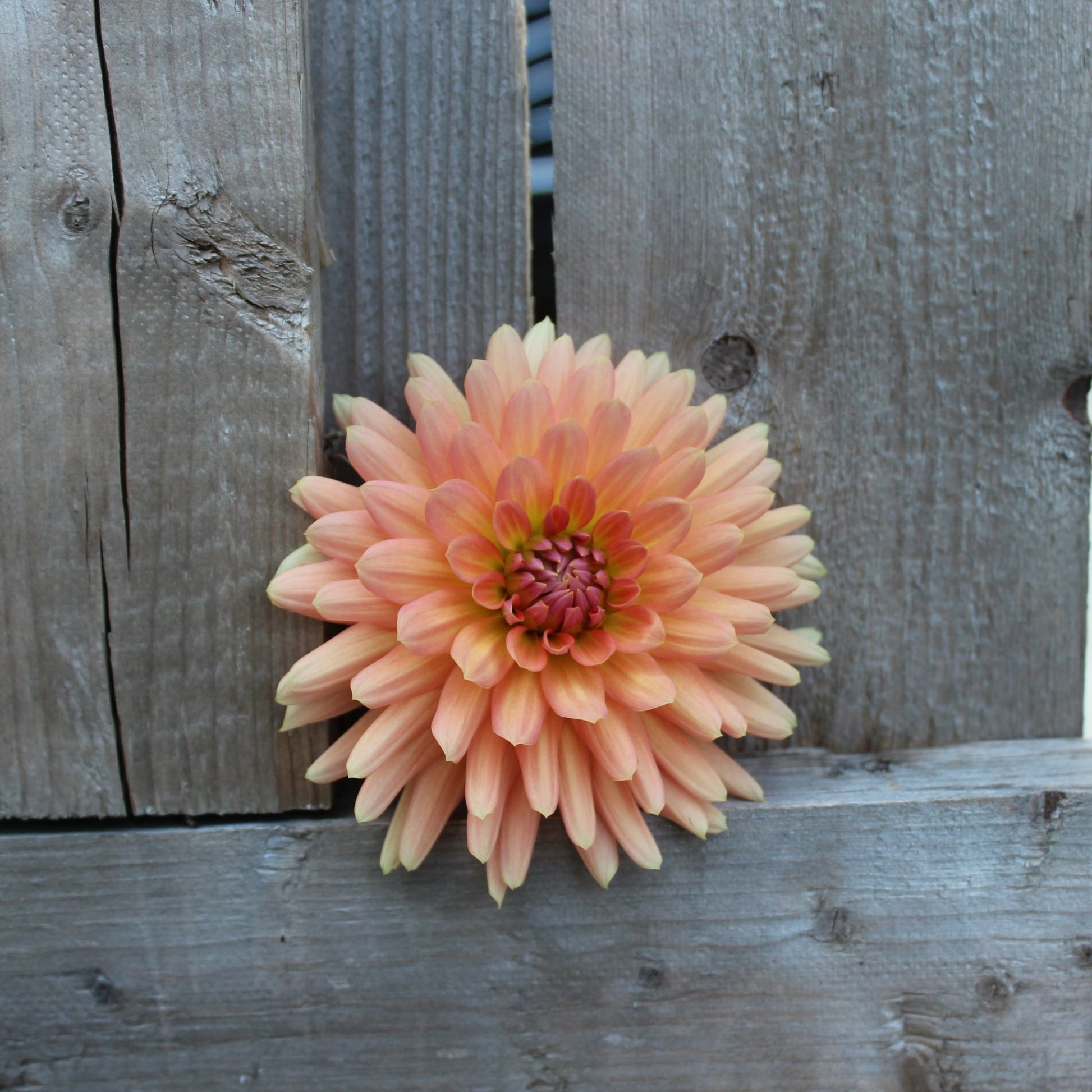 Touche - Freese Flower Farm