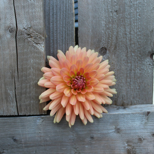 Touche - Freese Flower Farm