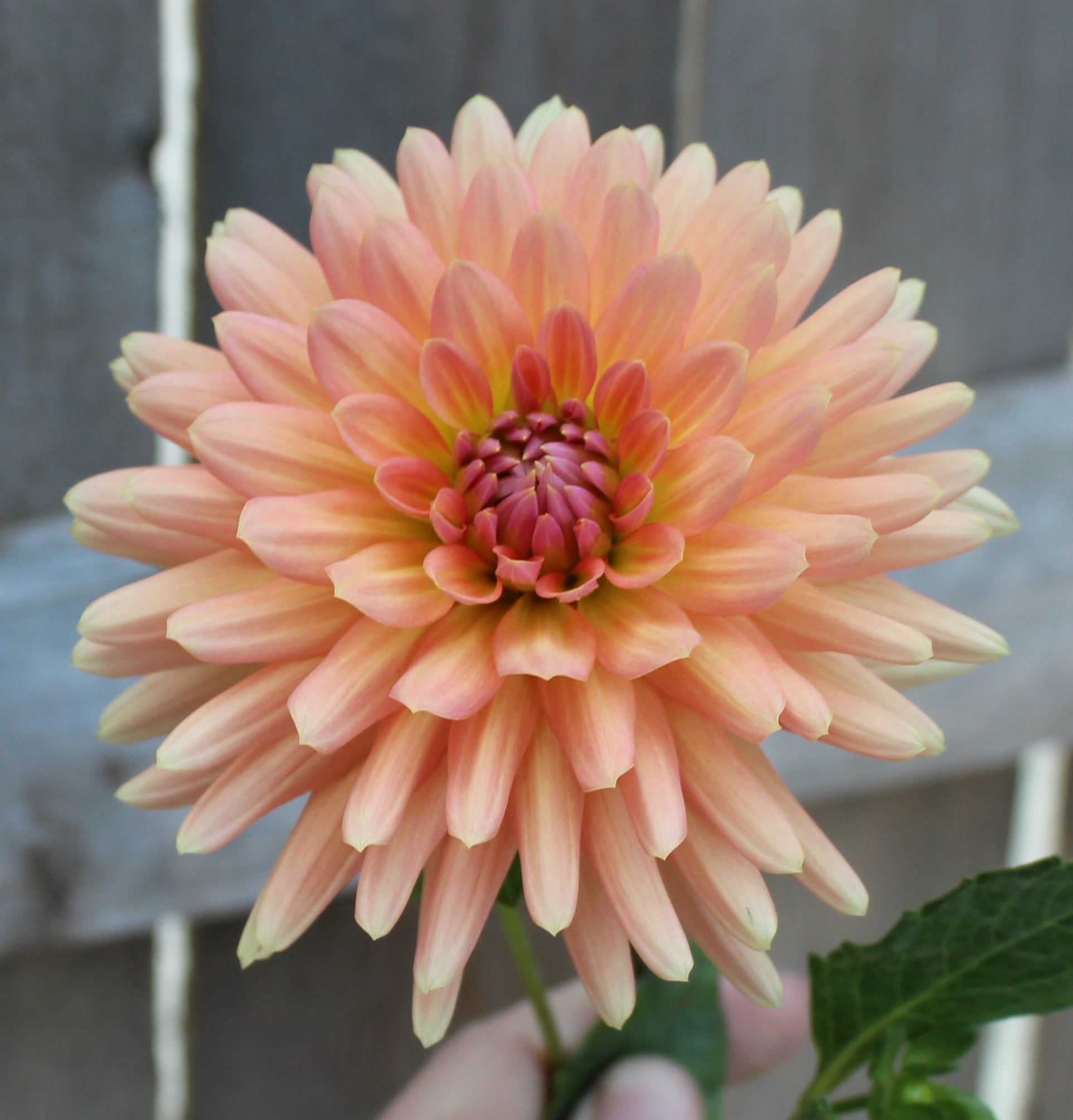 Touche - Freese Flower Farm