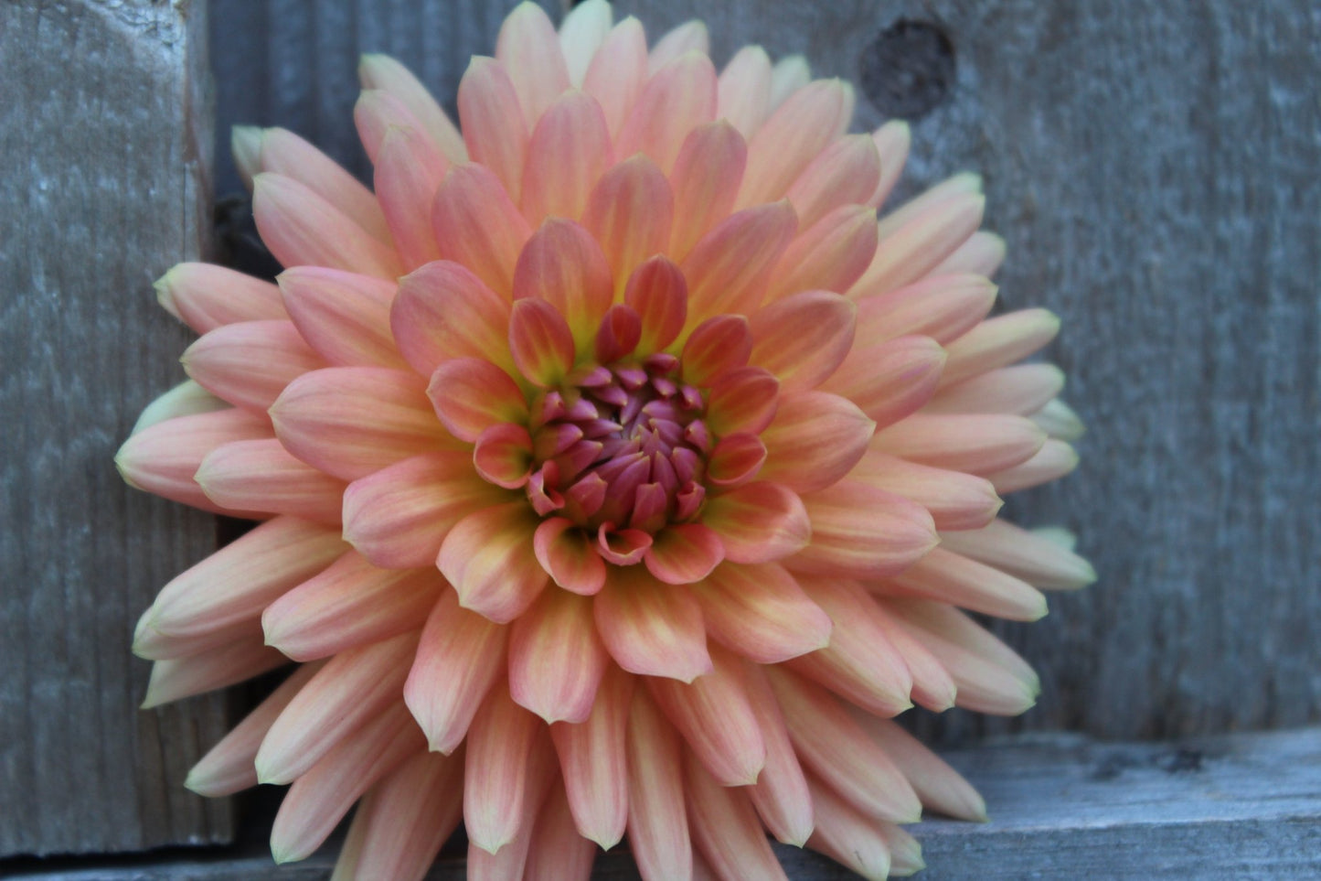 Touche - Freese Flower Farm