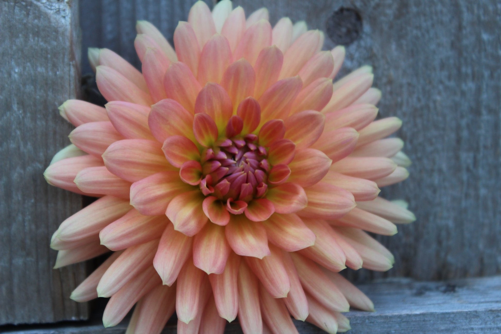 Touche - Freese Flower Farm