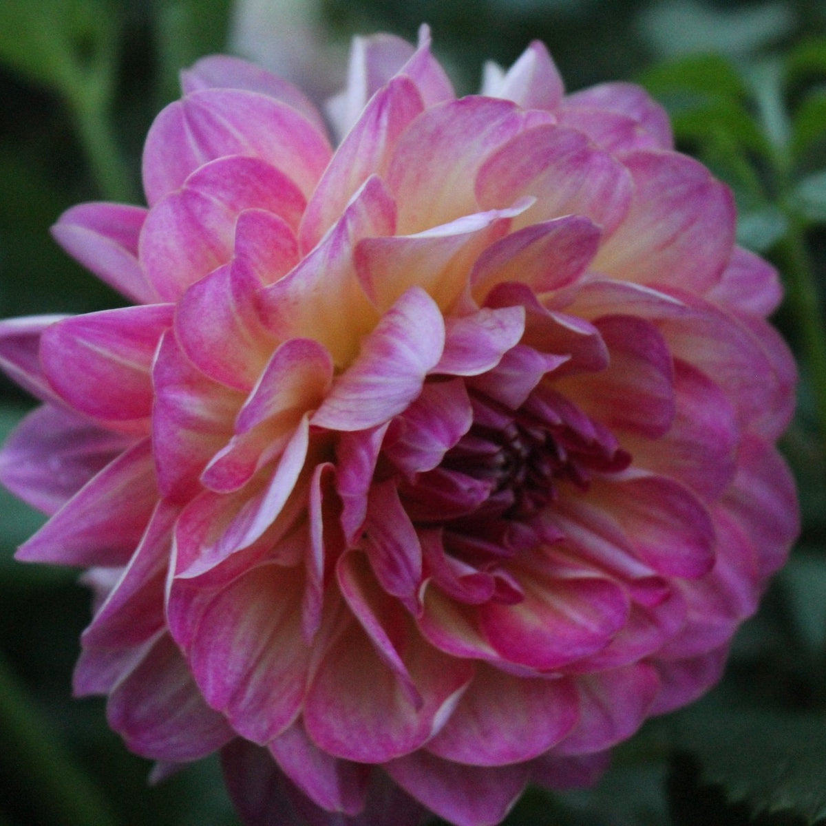 Umpqua Sunrise - Freese Flower Farm