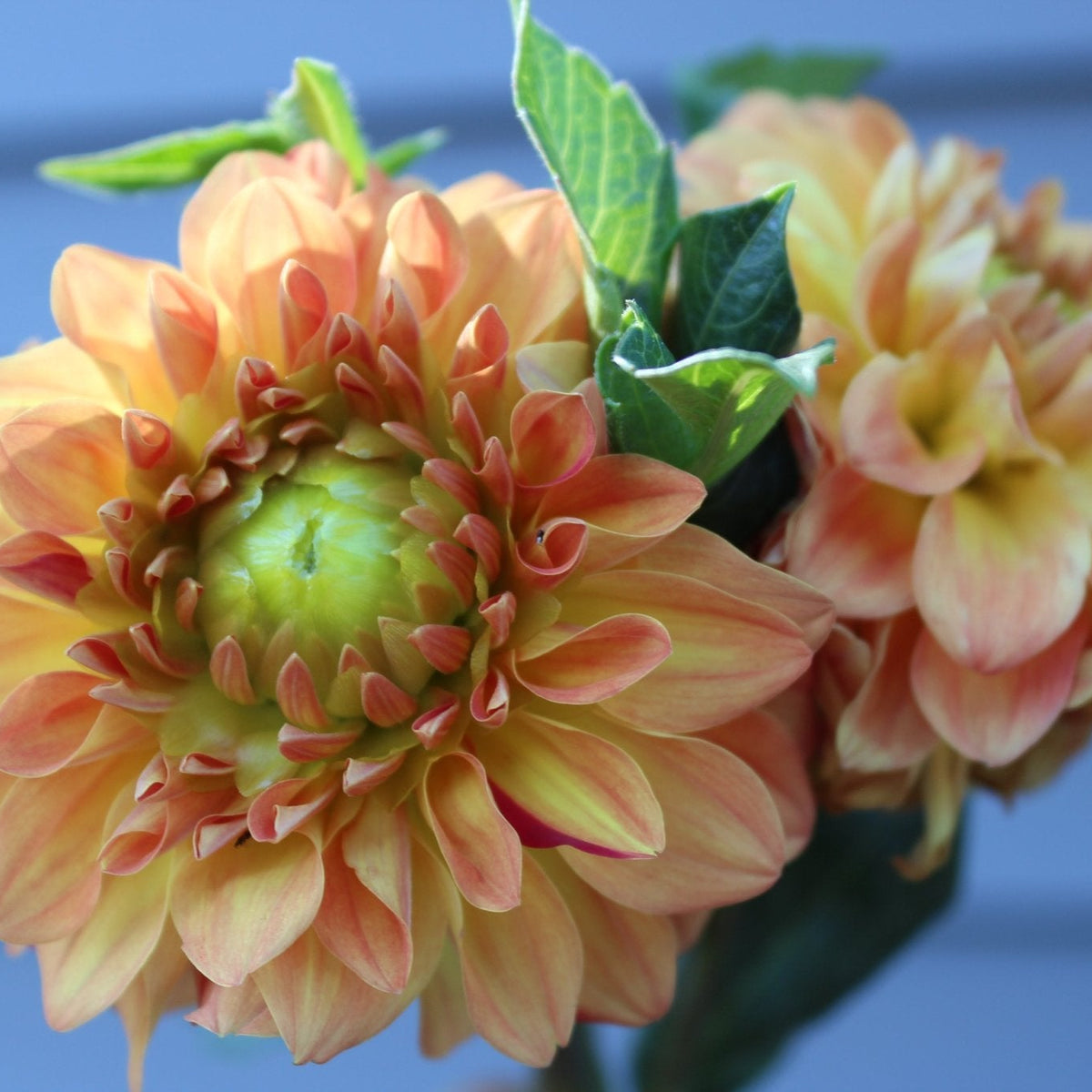 Verkist Festival - Freese Flower Farm